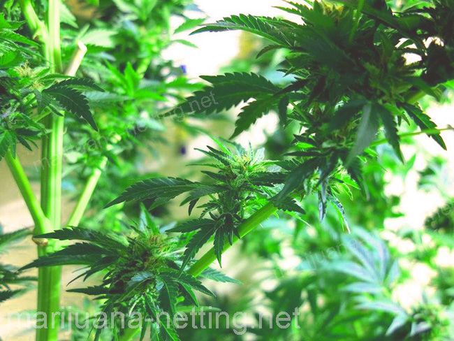 cannabis plants of cropfiled