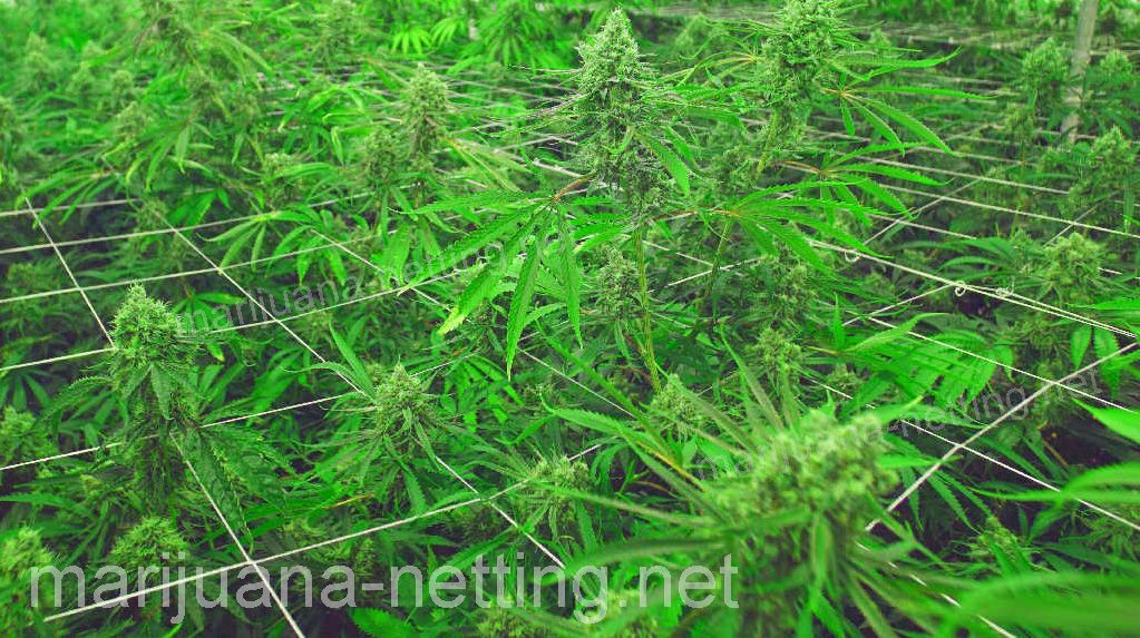 cannabis net on cannabis crops