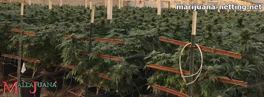 cannabis cropfield in greenhouse tutoring by hemp net