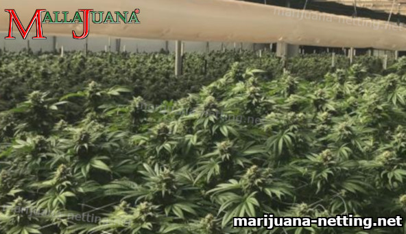 greenhouse with cannabis crops using mallajuana