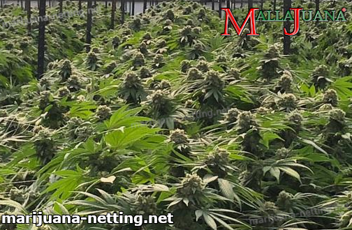cannabis cropfield inside of greenhouse