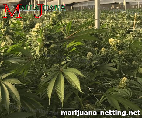 mallajuana used for tutoring to cannabis plant