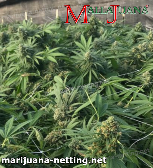 cannabis crops using mallajuana net for provide support to your crops