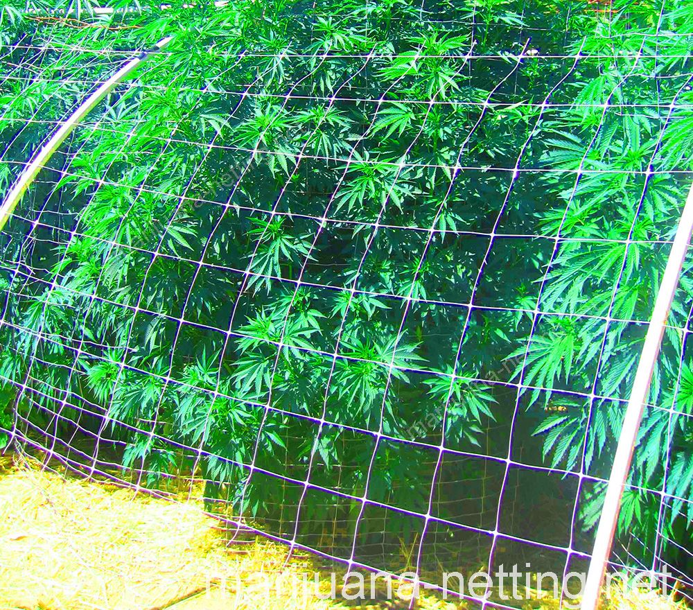 cannabis net used for tutoring to the crops